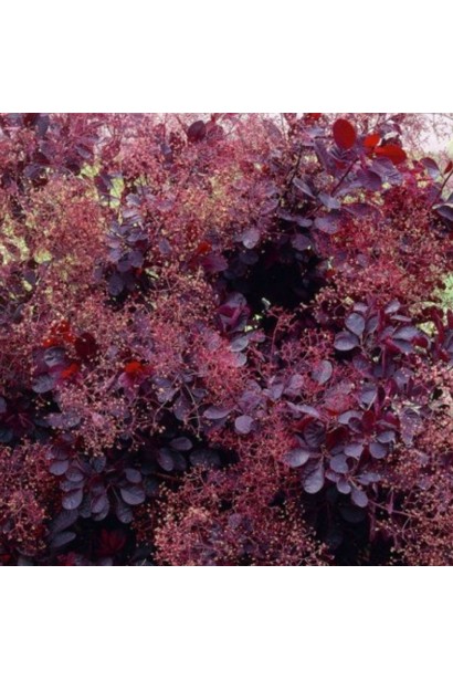 Скумпія шкіряна Даскі Мейден